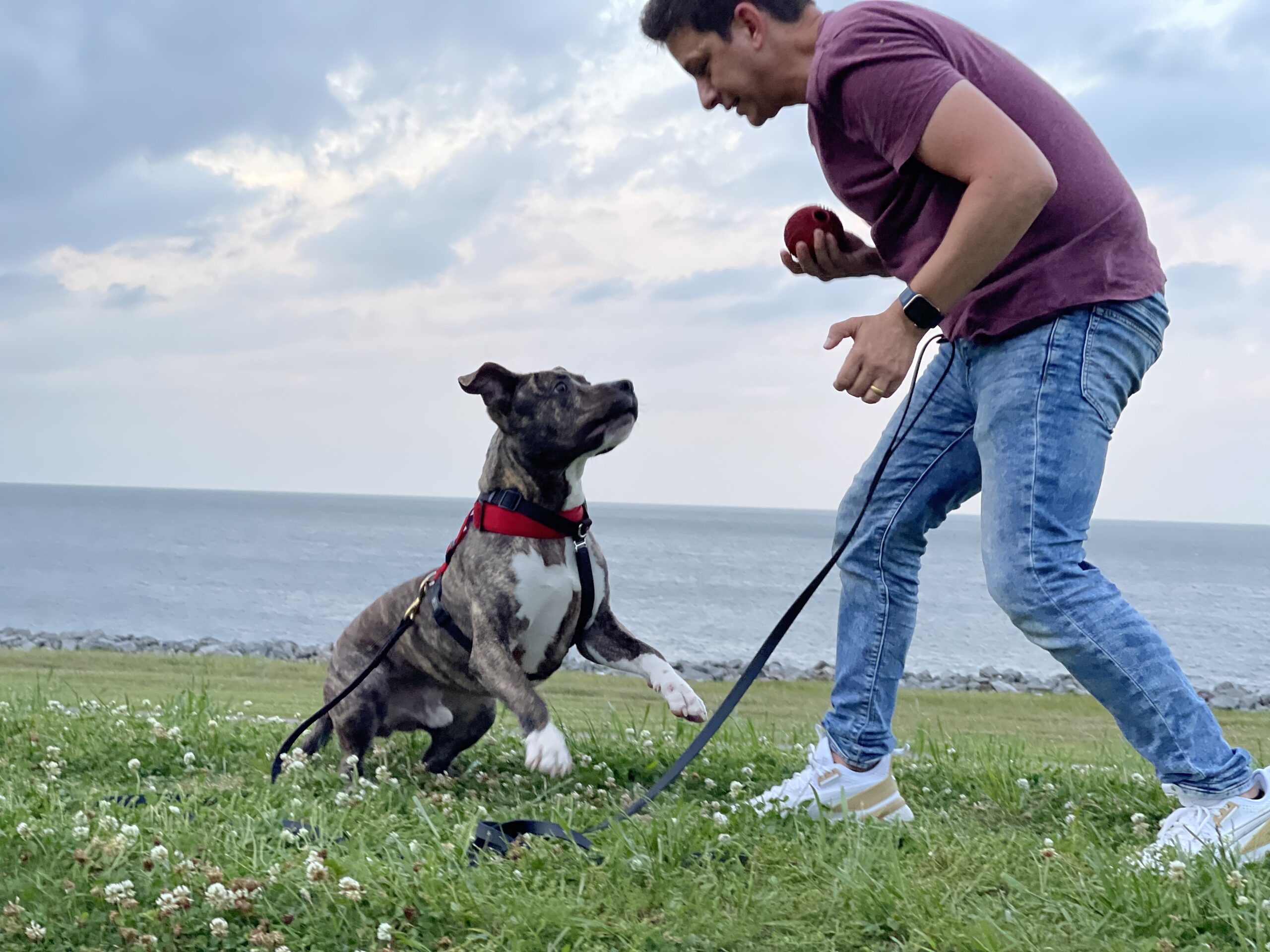 George watching the red toy in Zak’s hand during training beside the water.