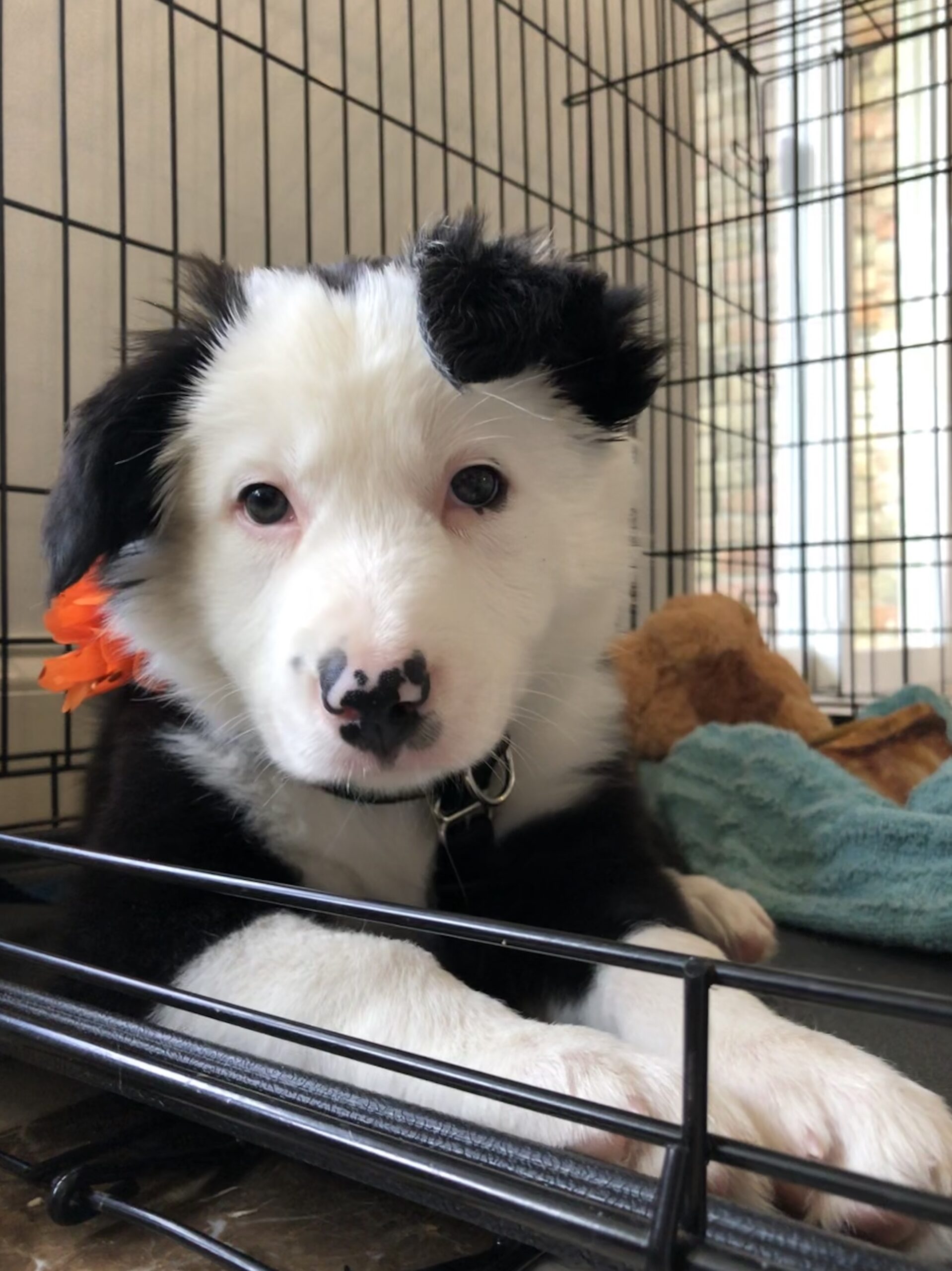 Inertia as a puppy resting in her crate