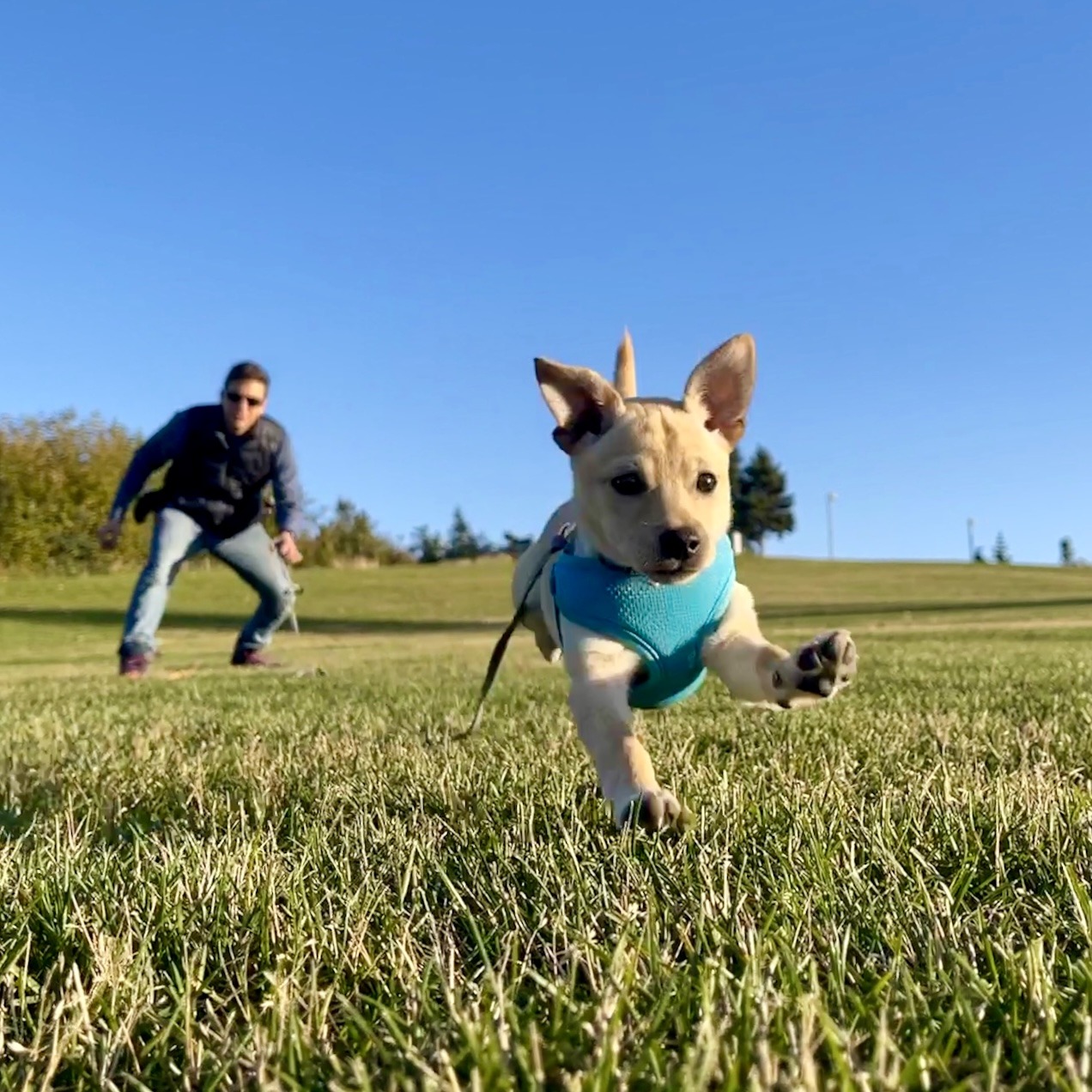 Biscuits, a small yellow Chihuahua mix in a blue harness, running toward the camera with Zak behind her.