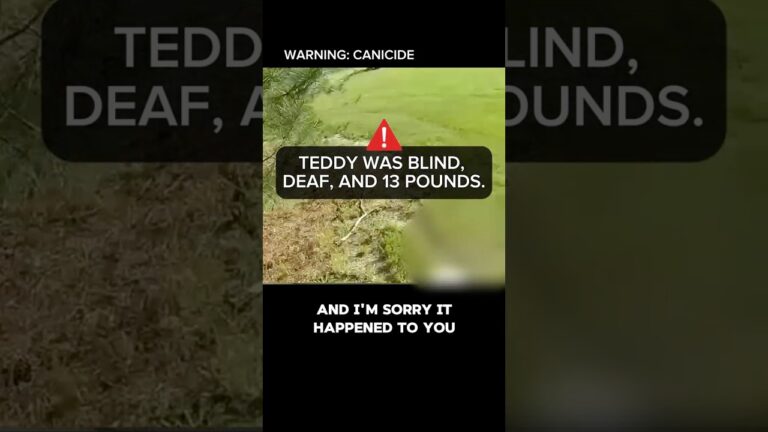 Teddy
