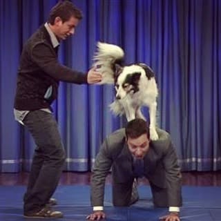 Venus balances on Jimmy Fallon’s back as Zak George stands beside them on Late Night.